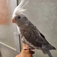 عروس های کاملا دستی