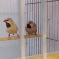 فنج|پرنده|شیراز, شاه قلی بیگی|دیوار