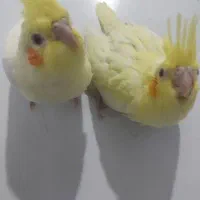 جوجه عروس هلندی