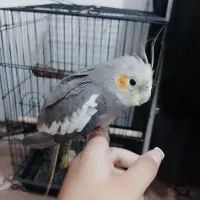 جوجه عروس هلندی سرلاکی شاه تخم