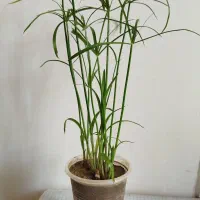 زیبا و خوشکل|عمده‌فروشی|سرپل ذهاب, |دیوار