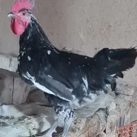 جوجه خروس محلی