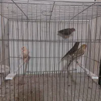 قناری سرخ اصفهان