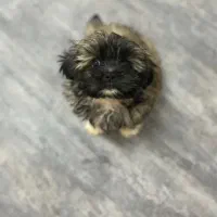 سگ یک ساله شیتزو اشپیتز|سگ|کرمان, |دیوار