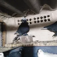 قره اغ گویروخ|پرنده|تبریز, |دیوار