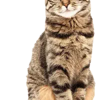 گربه گمشده صاحب زنگ بزنه