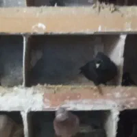 کبوتر|پرنده|بستان آباد, |دیوار