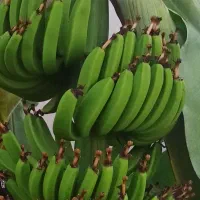 فروش نهال موز پاکوتاه گاوندیش