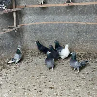 کبوتر پلاکی|پرنده|معصومیه, |دیوار