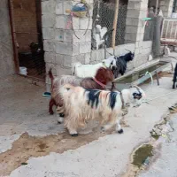 ۵تاتیربزاصیل بختیاری