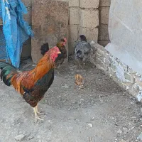 خروس و مرغ محلی