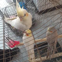 جفت مولد همراه با یک جوجه