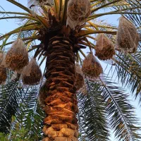 نهال خرمای برهی اصیل|خدمات باغبانی و درختکاری|رامهرمز, |دیوار