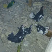 خروس ونیمه خروس گلین