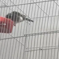 قناری گلاستر.  ماده|پرنده|مشهد, هدایت|دیوار