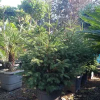 درخت کریسمس