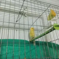 قناری نر بخون سینه فر