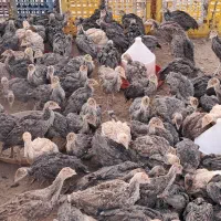 جوجه مرغ و خروس و بوقلمون|حیوانات مزرعه|سیرجان, |دیوار