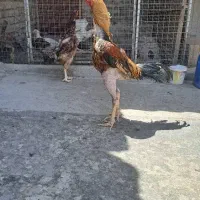 خروس لاری ترک و افغان