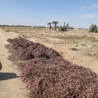 روناس فروشی