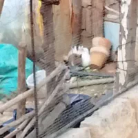 واگذاری توله خرگوش