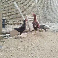 خروس لاری و مرغ لاری