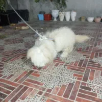 سگ شیتوز|سگ|شیراز, زرهی|دیوار