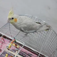 عروس هلندی نژاد خاکستری ماده تازه بالغ|پرنده|دورود, |دیوار