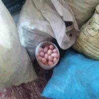 تخم مرغ خانگی