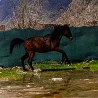 کره اسب مادیان سر دم گیر کورد