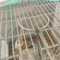 سهره|پرنده|شیراز, کوشک میدان|دیوار