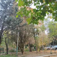 950متر0جنوبی0صاحبقرانیه0000