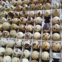 تخم بلدرچین نوتفه دار در مهاباد