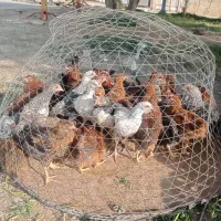 مرغ و خروس محلی|حیوانات مزرعه|هندیجان, |دیوار