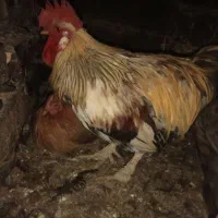 خروس|حیوانات مزرعه|کلاشی, |دیوار