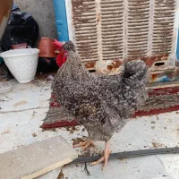 ۲ عددمرغ خروس چاق محلی