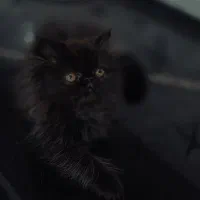 بچه گربه پرشین