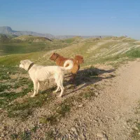 سگ گله ای|سگ|سمیرم, |دیوار