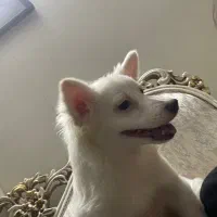 اشپیتز فوری|سگ|بهارستان, |دیوار