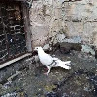 ماد گلی|پرنده|تربتحیدریه, داروپخش|دیوار