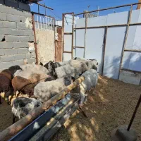 میش های خارجی چند قلو زا|حیوانات مزرعه|تهران, مخصوص|دیوار