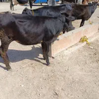 فروش گوساله پرواری