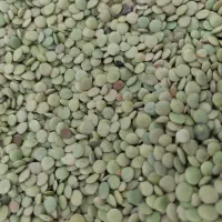 عدس درجه یک