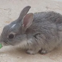 خرگوش طوسی، سفید