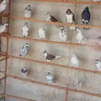 کفتر پرش بالا ۷ ساعت