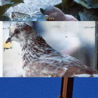 کبوتر پرشی ملقی. نقطه