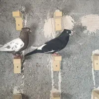 کبوتر یا کبوتر جوجه