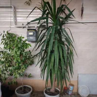 گل و گیاه|گل و گیاه طبیعی|فاضل آباد, |دیوار