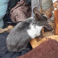 خرگوش|موش و خرگوش|بجنورد, |دیوار