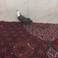 کبوتر رنگی|پرنده|قم, شهرک طالقانی|دیوار
